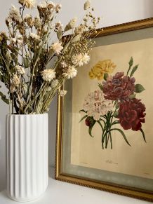 Les Fleurs de Pierre-Joseph Redouté