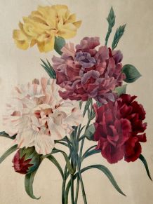 Les Fleurs de Pierre-Joseph Redouté