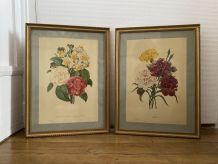 Gravures de Pierre-Joseph Redouté