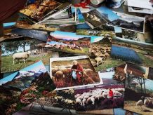 LOT 170 CPM theme BEGERS &amp;amp; MOUTONS période 1950 à 1980  