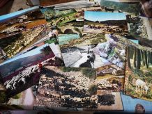 LOT 170 CPM theme BEGERS &amp;amp; MOUTONS période 1950 à 1980  