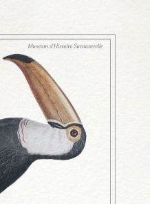 Chimère - gravure lithographie - le toucéros