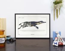 Chimère - gravure lithographie - le zèbrodile