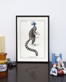 Chimère - gravure lithographie - le ouistigeon