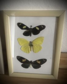 Cabinet de curiosité 