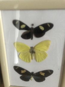 Cabinet de curiosité 