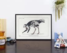 Chimère - gravure lithographie - le sajoutruche