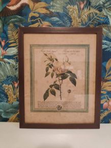 lithographie ancienne de rose 