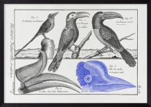  Lithographie gravure oiseaux vintage format A4
