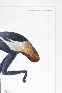 Chimère - gravure lithographie - le mirilion et l'oitèle roy