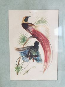 Jolie lithographie ornithologique vintage 