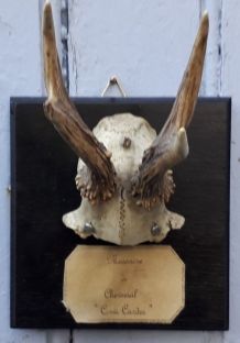 trophée massacre de chevreuil