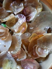Coquillages de nacre 