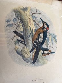 Planche Ornithologique J.G. Keulemans "Picus Poelzami"