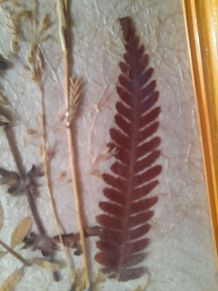 Cadres parchemin et fleurs séchées 