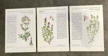 Illustrations botaniques années 80 Thym
