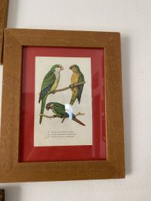 2 cadres ornithologiques oiseaux de cage.