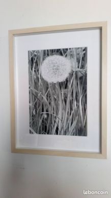 Photo décoration Encadrée Forêt de Rambouillet Printemps 