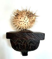 Diodon naturalisé sur socle 