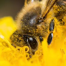 Photographie insecte : Abeille gorgée de pollen