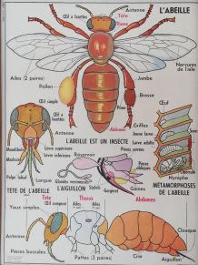 Affiche scolaire vintage MDI