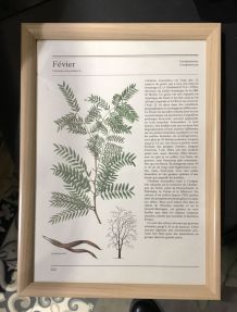 Illustration botanique vintage encadrée FEVIER