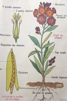 Affiche scolaire, affiche botanique, T5 et T6