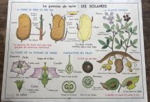 Affiche scolaire, affiche botanique, T9 et T10
