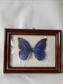 Cadre papillon naturalisé 