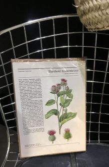 Illustration botanique Bardane Tomenteuse vintage