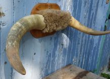 Trophée cornes de taureau