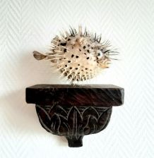 Diodon dit poisson lune naturalisé