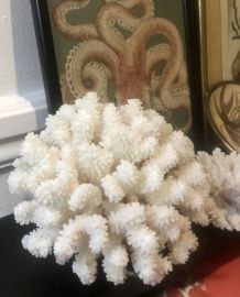 Bouquet de corail blanc