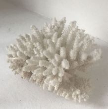 Petit bouquet de Corail blanc