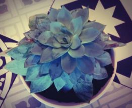 Plante grasse Echeveria dans son petit bol 