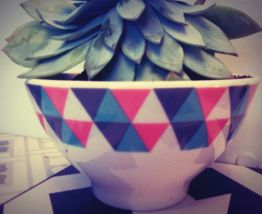 Plante grasse Echeveria dans son petit bol 