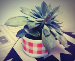 Plante grasse Echeveria dans sa tasse vintage