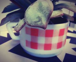 Plante grasse Echeveria dans sa tasse vintage