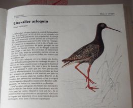 Oiseaux des pays d'europe