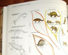 Collection HACHETTE "Les Animaux" - 8 Tomes