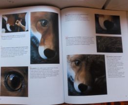 La peinture animalière de Christophe Drochon