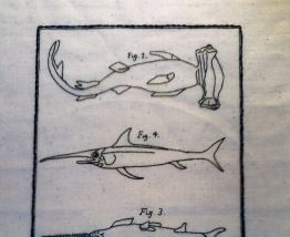 Broderie planche naturaliste Sur toile de Lin