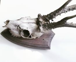 Trophée ancien de chevreuil 