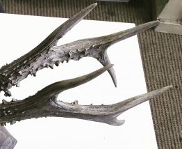 Trophée ancien de chevreuil 