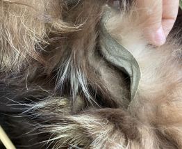 Manteau en fourrure années 80