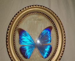 Papillon bleu naturalisé ancien cabinet curiosité