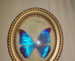 Papillon bleu naturalisé ancien cabinet curiosité