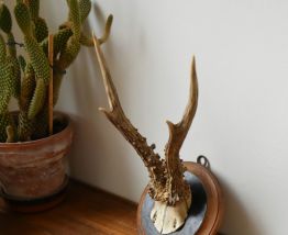 Trophée ancien de chevreuil