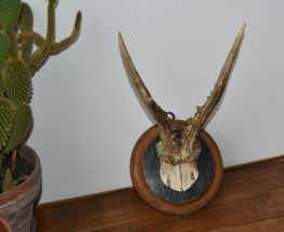 Trophée ancien de chevreuil