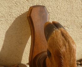 patere , patte  de chevreuil,  vintage